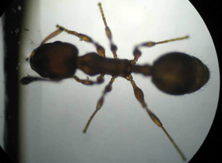 Temnothorax sp. (Formicidae)